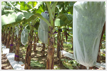 Agri Crop Protection Fabric